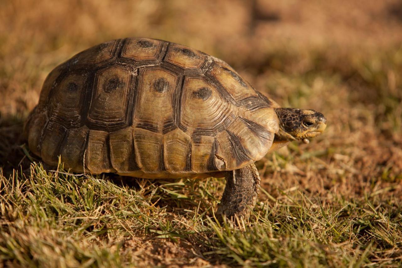 Tortoise Trail Lodge Langebaan Eksteriør bilde